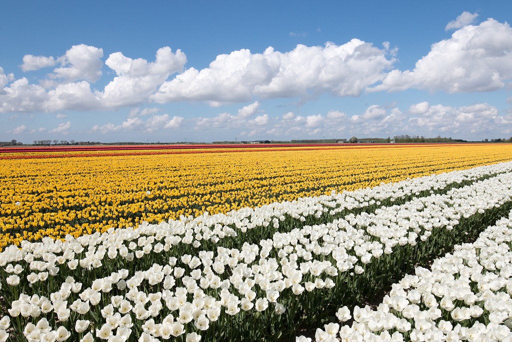 tulp tulpen tulipa natuur hdr tulpenbol liliaceae flora bloem bloemen voorjaar lente tulpenfestival keukenhof festival